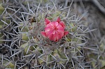 Copiapoa coquimbana alticostata cerv kvet PV2380 Freirina J Peru_Chile 2014_2950.jpg